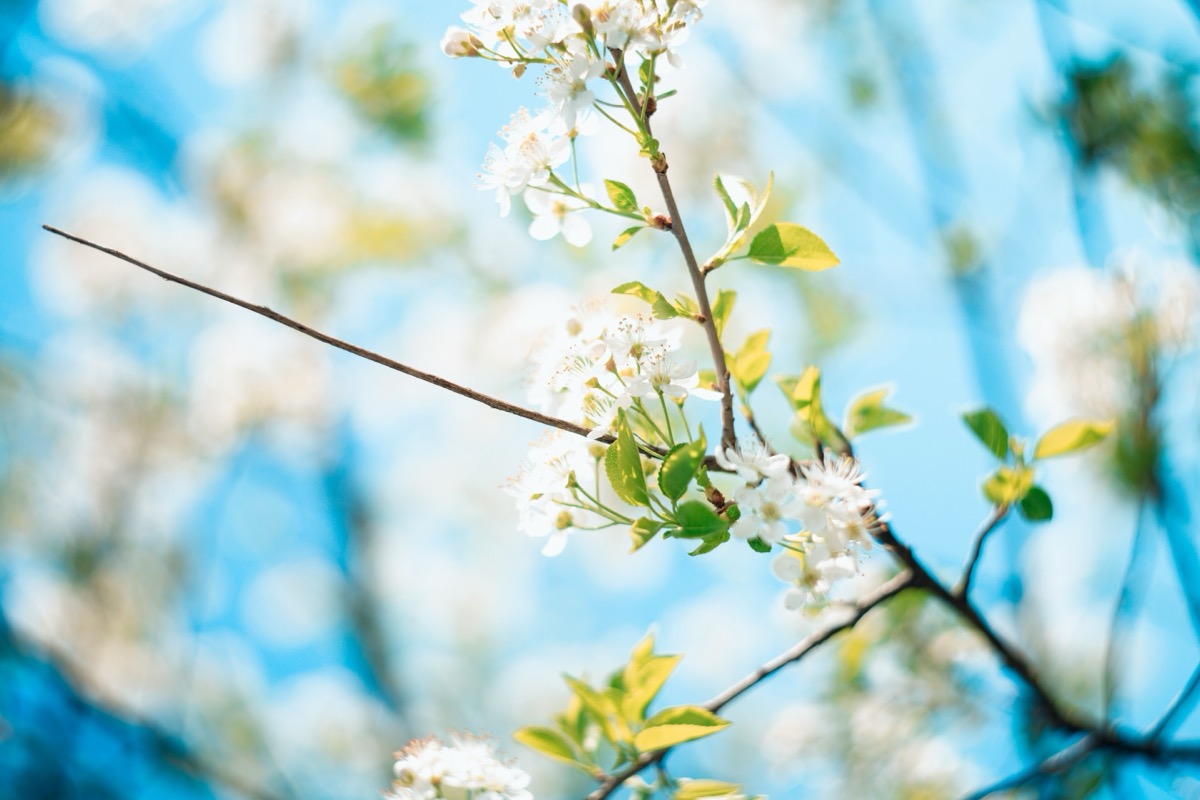 Hvite kirsebærblomster mot blå himmel, sesongbilde for Gires dekkskiftetjeneste